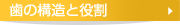 歯の構造と役割